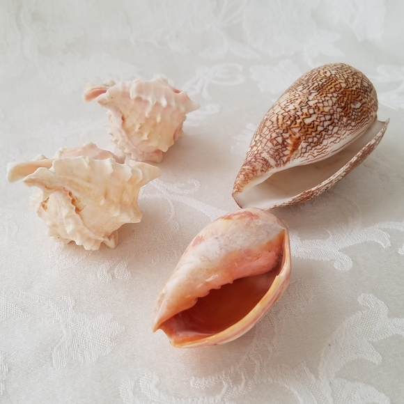 Natural Sea Shells - Picture 10 of 15